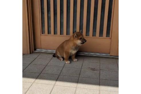 成約済の佐賀県の豆柴-379462の2枚目